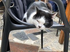 -喵屿·大理花园猫咖