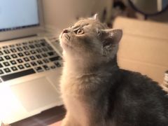 -东方名猫馆·英短金渐层布偶猫舍(环线广场1号楼店)