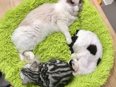 -有喵·猫咖·狗咖·30几只猫10只小狗(岗厦店)