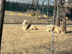 -秦皇岛野生动物园
