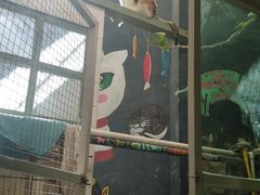-猫咪博物馆(顶澳仔猫街店)
