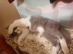 -猫大福·Fortune Cat猫舍(百子湾店)
