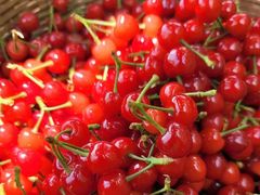 -北宅大永樱桃采摘基地(崂山总部)