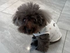 -北京派仕佳德动物医院·超导核磁·CT·神经科·骨科·内外科·急重症管理中心