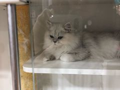 -1013 PET SHOP 宠物商店(近铁城市广场店)