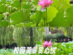 -四川大学(望江校区)