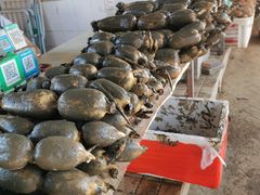 -南沙十九涌渔人码头-南门