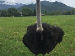 -瑞穗牧场