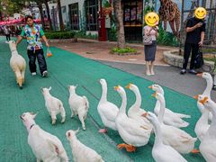 -灵玲国际马戏城