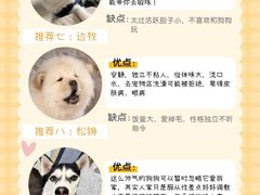-萌宠之家·腊肠犬·马尔泰·小体犬舍