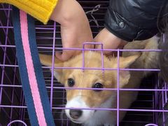 -瑞派·关忠动物医院·猫专科·犬专科(三环新城店)