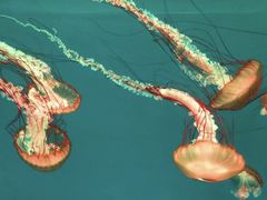 -多彩贵州城极地海洋世界