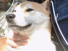 -喜柴咖啡·柴犬狗咖
