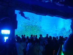 -芜湖新华联大白鲸海洋公园