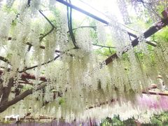-嘉定紫藤园
