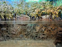 -上海海洋水族馆