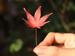 -秋霞圃