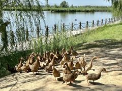 -野鸭湖国家湿地公园