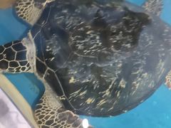 -沙沙哗啦海洋馆(华宇百花谷店)