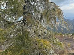 -苏木山森林公园