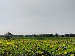 -西青郊野公园