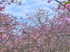 -天适樱花悠乐园