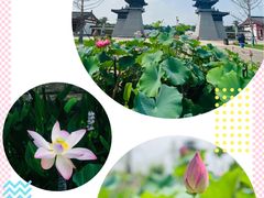 -洛阳市隋唐城遗址植物园