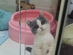 -糯米喵星人总部直营旗舰店·猫舍·幼猫出售