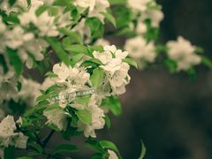 -海棠花溪(元大都城垣遗址公园)