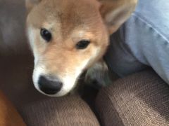 -啡语