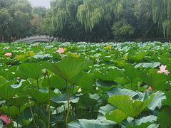 -北陵公园