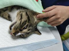 -东日国际动物医院·CT·心脏专科(桃源分院)