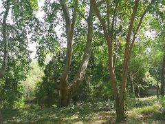 -采石矶景区