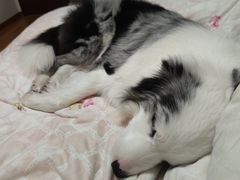 -猫狗日记·自助洗护·宠物寄养·售卖