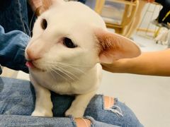-飞行喵MR PILOT|猫舍·猫咖(静安大融城店)