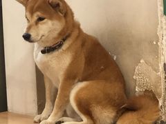 -是阿柴呀！柴犬咖啡·爱喵喵猫咖