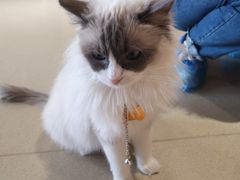 -藏猫猫咖啡主题馆(中央大道店)