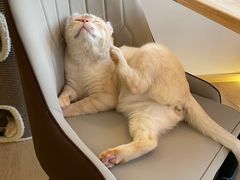 -猫腻·猫咖·撸猫馆(星光大道店)