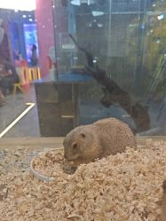 -神奇动物撸宠馆·羊驼·小浣熊·异宠(豫园店)