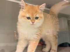 -lincat·猫舍(广州店)