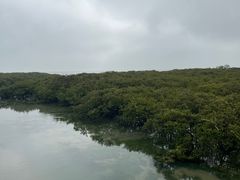 -红树林天天赶海