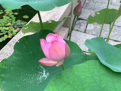 -上海醉白池公园
