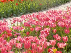 -石家庄市植物园