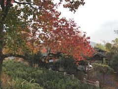 -塔川景区