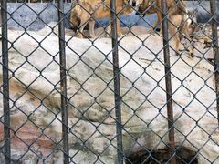 -大连森林动物园