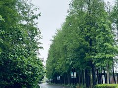 -明珠湖天鹅苑·农家菜馆