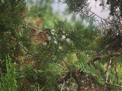 -百里山水画廊