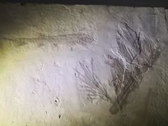 -辽宁古生物博物馆