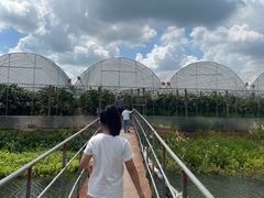 -马陆小张葡萄园农家乐