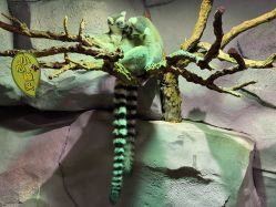 -Zoolung Zoolung动物主题公园(海信广场店)